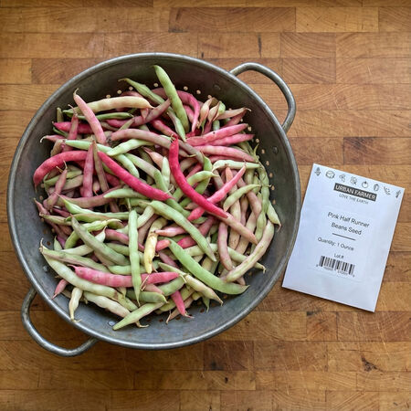 Pink Half Runner, Bean Seeds - 1/4 Pound image number null